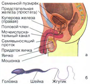 Порно фото половых органов во время секса