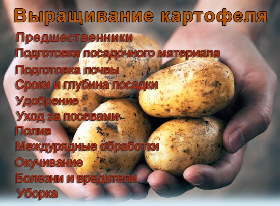 Все о картофеле выращивание и уход 4