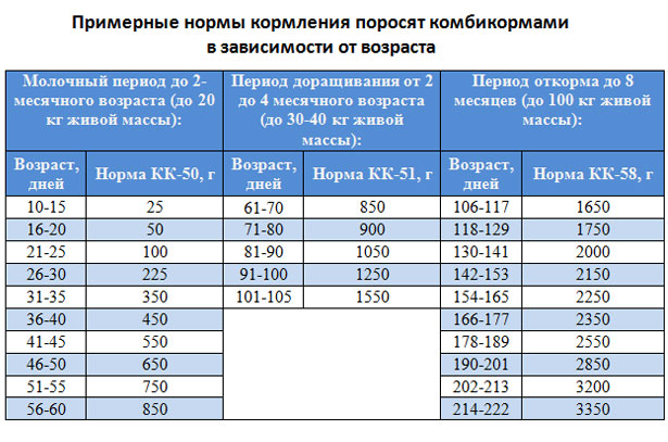 Рационы кормления свиней в домашних условиях Рационы кормления свиней в домашних условиях