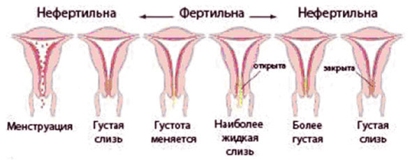 Что делать если тугая шейка матки