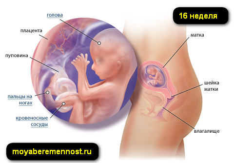 Секс На 16 Неделе