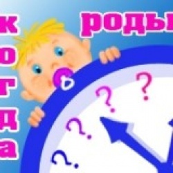 Породы собак для квартиры Ошибки Тестов на беременность! форум