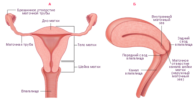 follikuli-vo-vlagalishe follikuli-vo-vlagalishe