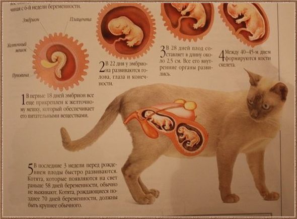 Нормальные роды кошки Нормальные роды кошки
