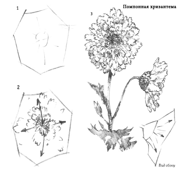 Хризантема схема. Хризантемы карандашом. Строение хризантемы. Строение цветка хризантемы. Поэтапное рисование хризантемы.