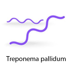 Treponema pallidum в рмп