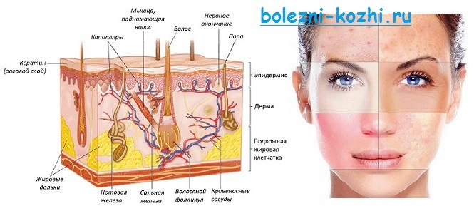 Холодные кожные покровы. Заболевание кожного Покрова человека. От какого вещества кожные покровы становятся розовые.