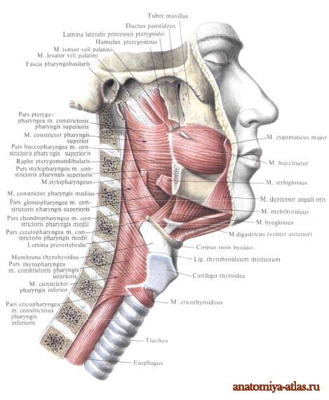 Глотка мышцы глотки. Musculus Constrictor pharyngis. Глотка мышцы топографическая анатомия. Мышца верхний констриктор глотки. Строение мышц горла и гортани человека.
