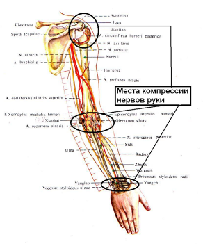 Нервные окончания на руке схема