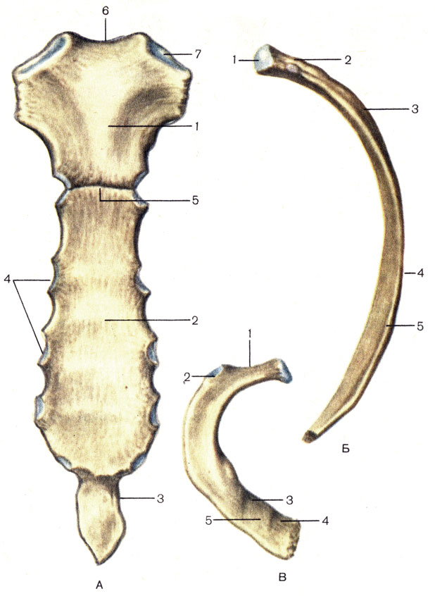 Кости грудной клетки Грудина
