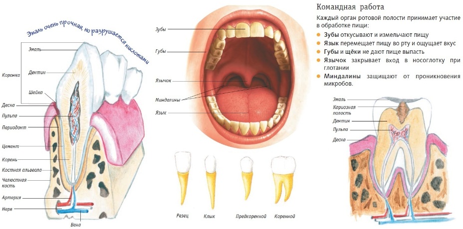 Строение ротовой полости человека схема с описанием