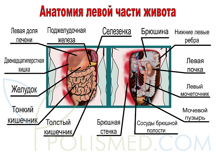 Ноющие боли в левой части. Анатомия с левой стороны. Анатомия боли в животе. Левая сторона живота органы. Болит в левой части живота.