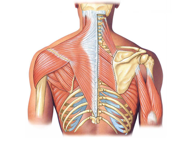 Rhomboid Major