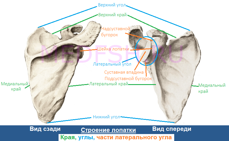 Край угла. Суставная поверхность лопатки анатомия. Лопатка медиальный край и латеральный. Лопатка анатомия латеральный угол. Медиальный край лопатки анатомия.