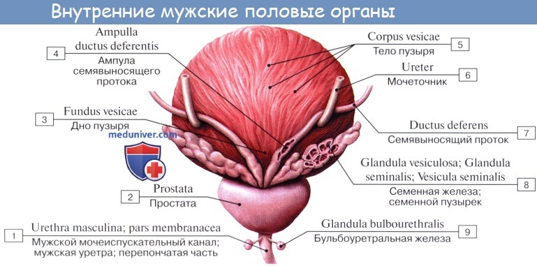 Мочевой на латинском. Строение мочевого пузыря латынь. Бульбоуретральная железа анатомия строение. Предстательная железа анатомия строение. Бульбоуретральные железы у мужчин анатомия.