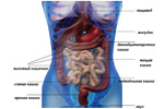 Строение жкт у человека схема расположения у женщин фото с названиями