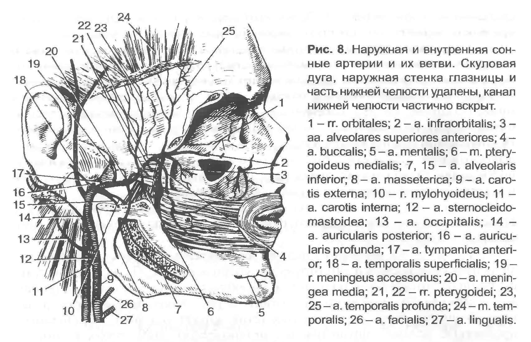 На нижней ветви. Схема кровоснабжения верхней челюсти. Сосуды верхней челюсти анатомия. Сосуды нижней челюсти анатомия. Артерии нижней челюсти анатомия.