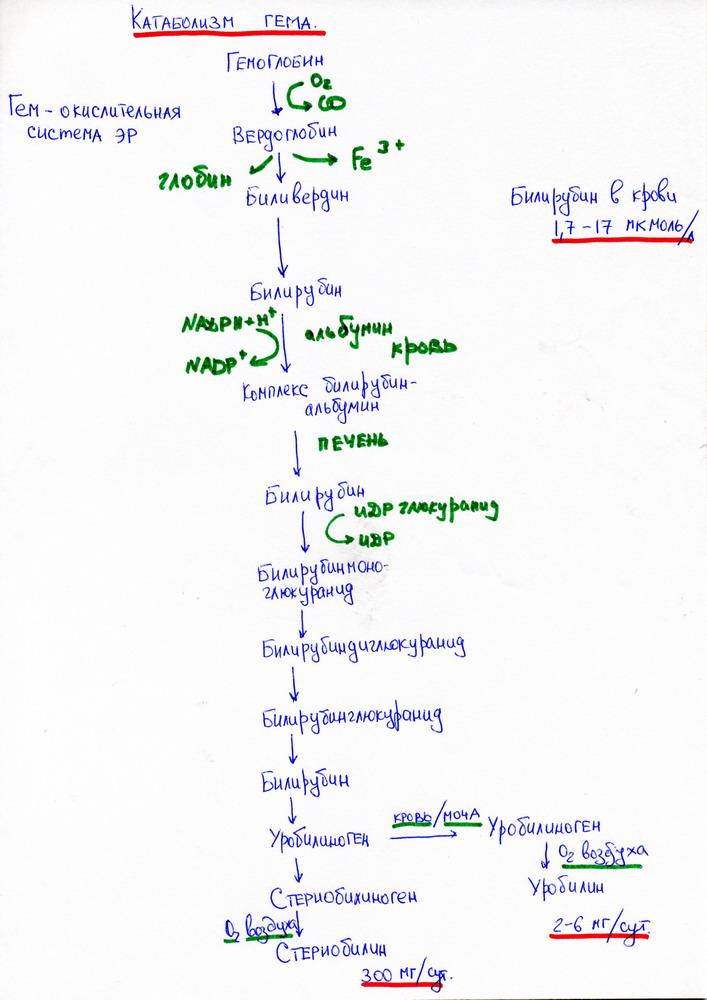 Катаболизм гема и образование желчных пигментов схема с указанием ферментов