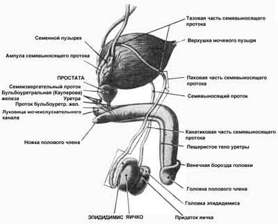 Вывод члена. Строение полового члена анатомия схема. Анатомия члена внешнее строение. Внутреннее строение полового члена анатомия. Наружное строение полового члена анатомия.