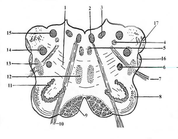 Продолговатый мозг схема. Поперечный срез продолговатого мозга схема. Продолговатый мозг фронтальный разрез. Срез продолговатого мозга схема. Внутреннее строение продолговатого мозга схема.