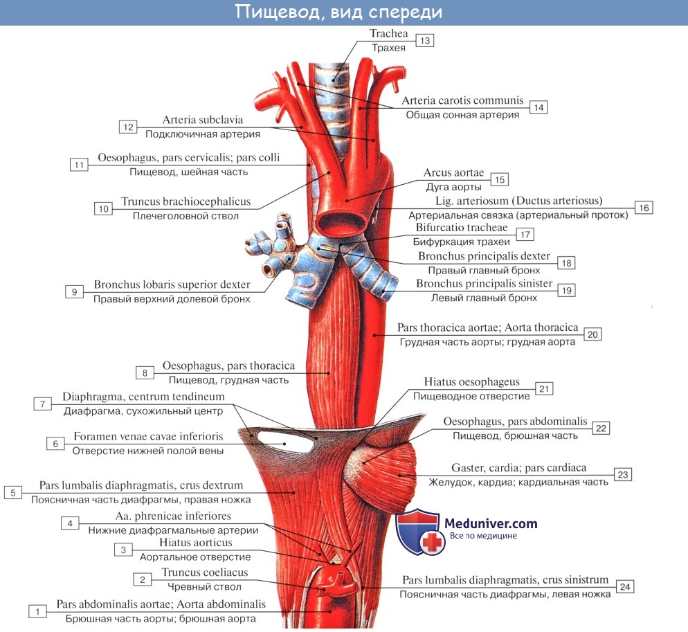 Пищевод на рисунке