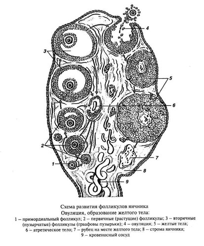 Яичник на латыни. Схема строения яичника. Схема строения фолликула. Яичник млекопитающего схема. Строение фолликула яичника гистология.