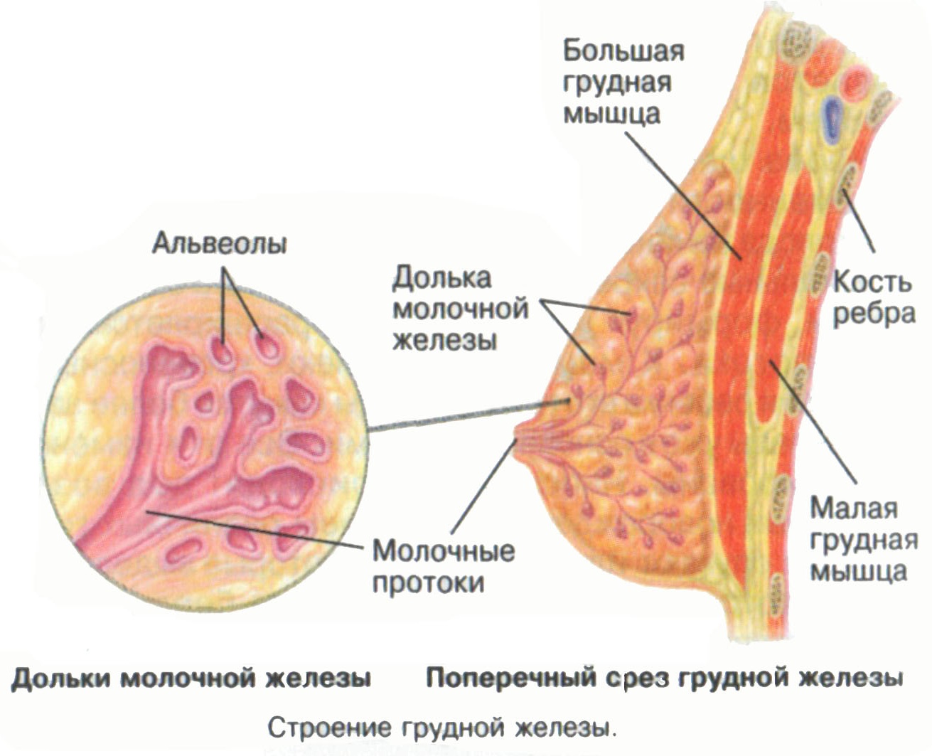 Молочные железы женщины. Анатомия протоков молочной железы. Молочная железа строение дольки. Строение протоков молочной железы. Строение женских молочных желез.