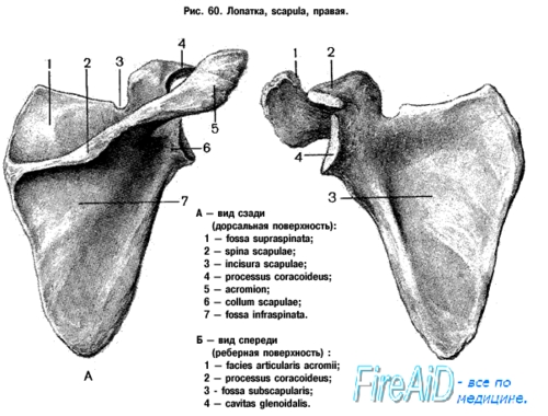 Лопатка топографическая анатомия