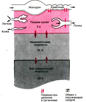 Жидкость между. Обменные процессы между кровью и межклеточным пространством. Обмен веществ между плазмой крови и интерстициальным пространством. Жидкостные пространства организма. Обмен жидкостью между внутрисосудистым и межклеточным пространством.