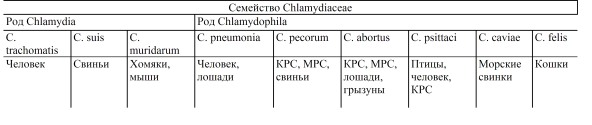 Текст песни хламидия. Систематика хламидий. Хламидиоз классификация. Хламидии классификация микробиология. Хламидиоз систематика.