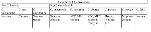 Текст песни хламидия