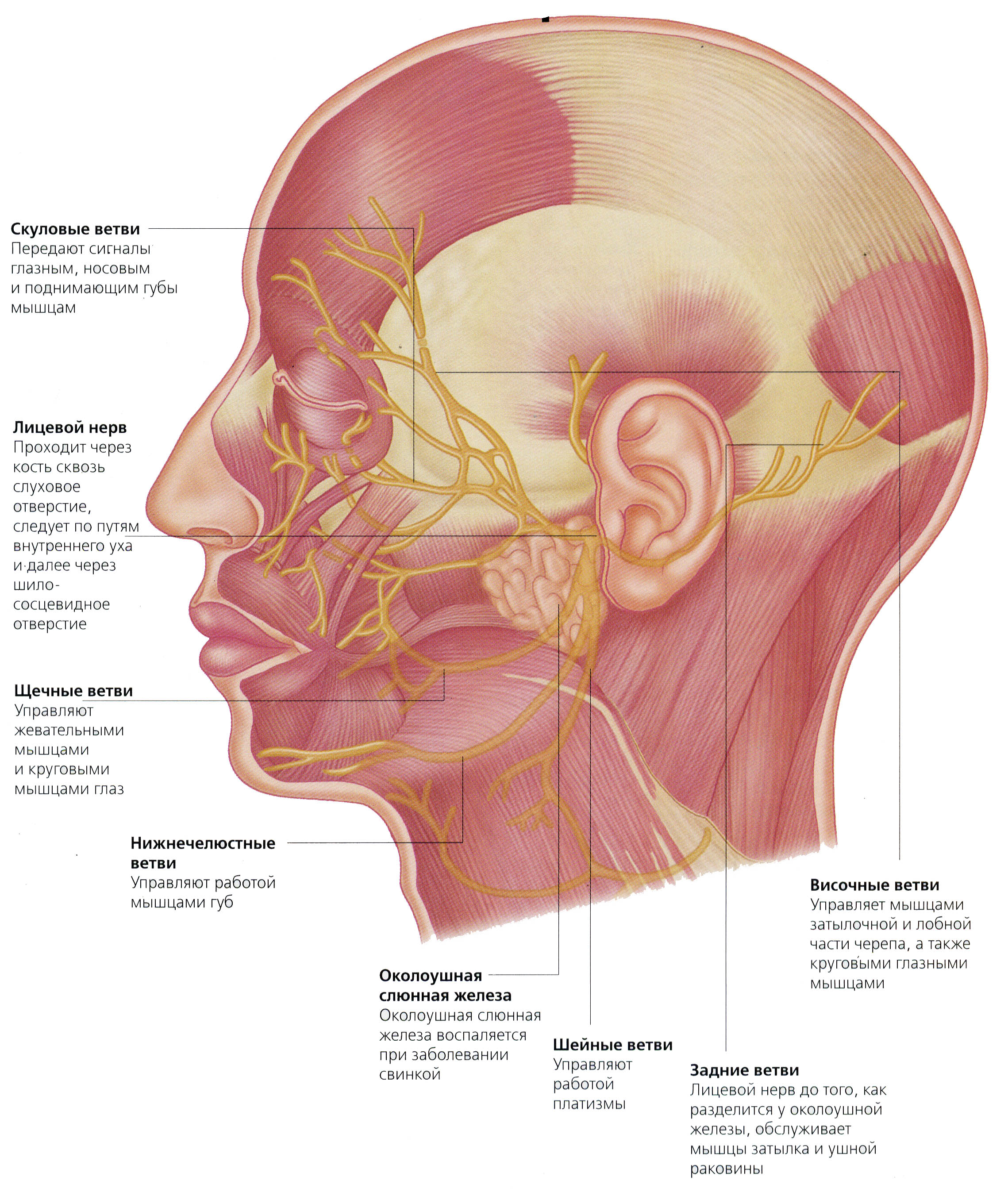 3 лицевой нерв. Лицевой нерв препарат анатомия. Анатомия головы и шеи тройничный нерв. Анатомия головы человека тройничный нерв. Скуловая ветвь лицевого нерва.