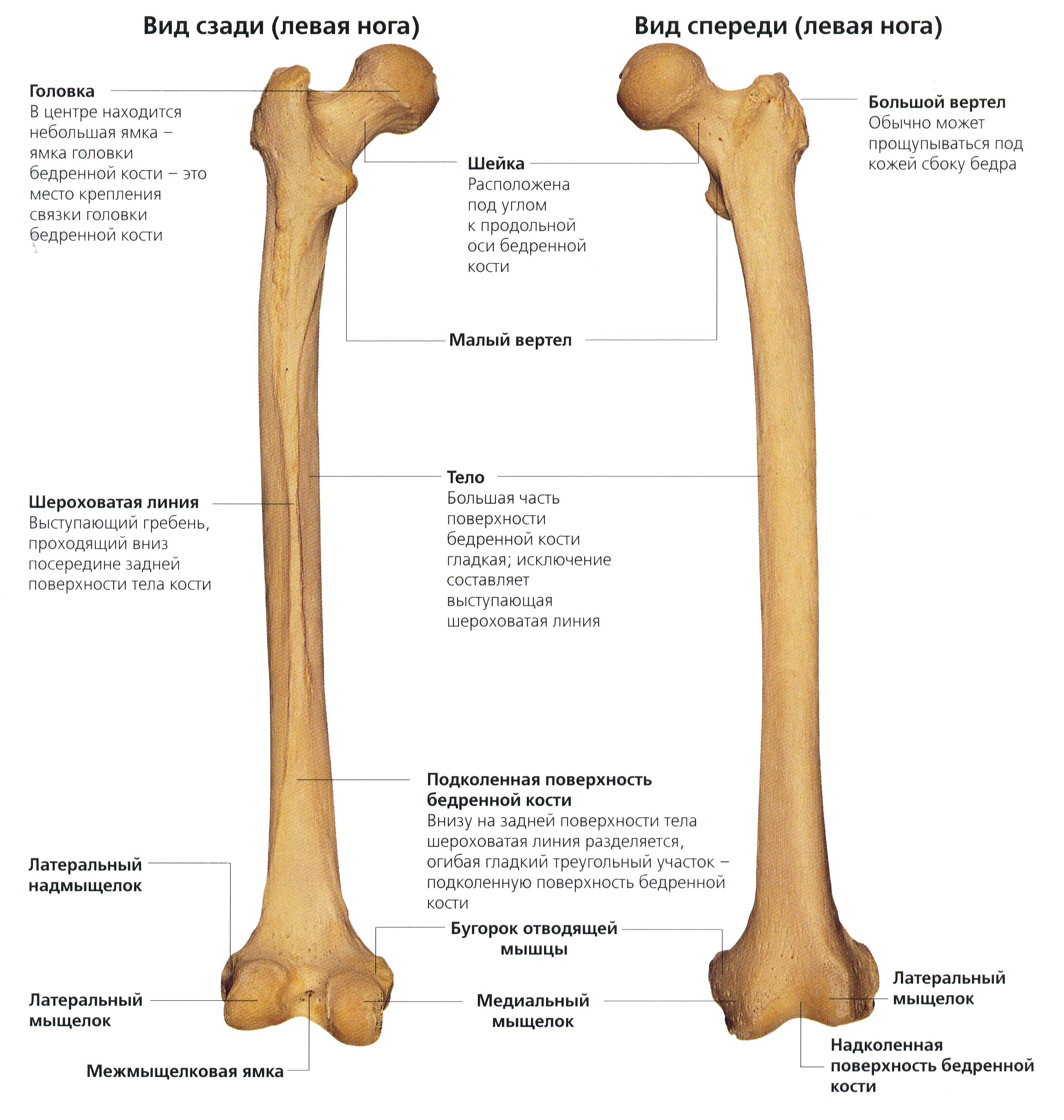 Назовите длинные кости. Шероховатая линия бедренной кости. Строение бедренной кости человека. Малый бугорок бедренной кости. Анатомические образования бедренной кости.