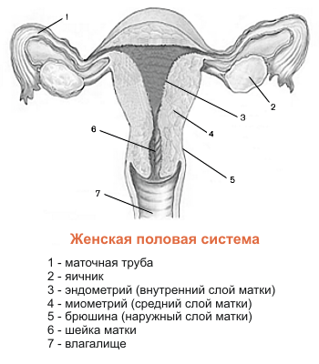 Женская система. Женская половая система матка. Матка схема строения. Женская половая система анатомия матка. Строение половой системы маток.