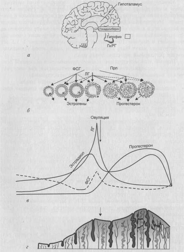 Половой цикл схема. Регуляция овариально-менструационного цикла. 5 Уровней регуляции менструального цикла. Регуляция менструационного цикла схема 5 уровней. Гормональная регуляция менструального цикла.