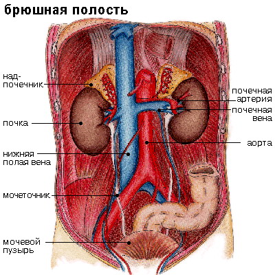 Расположение внутренних органов женщины в брюшной полости женщины фото