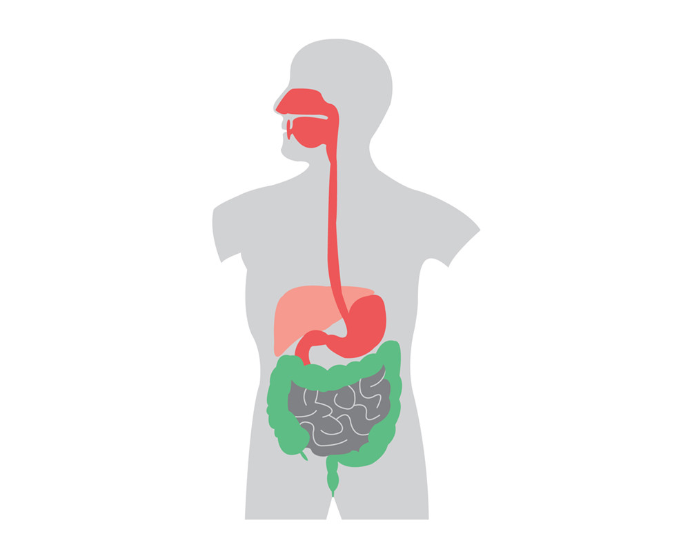 Пищеварительная система картинки для презентации