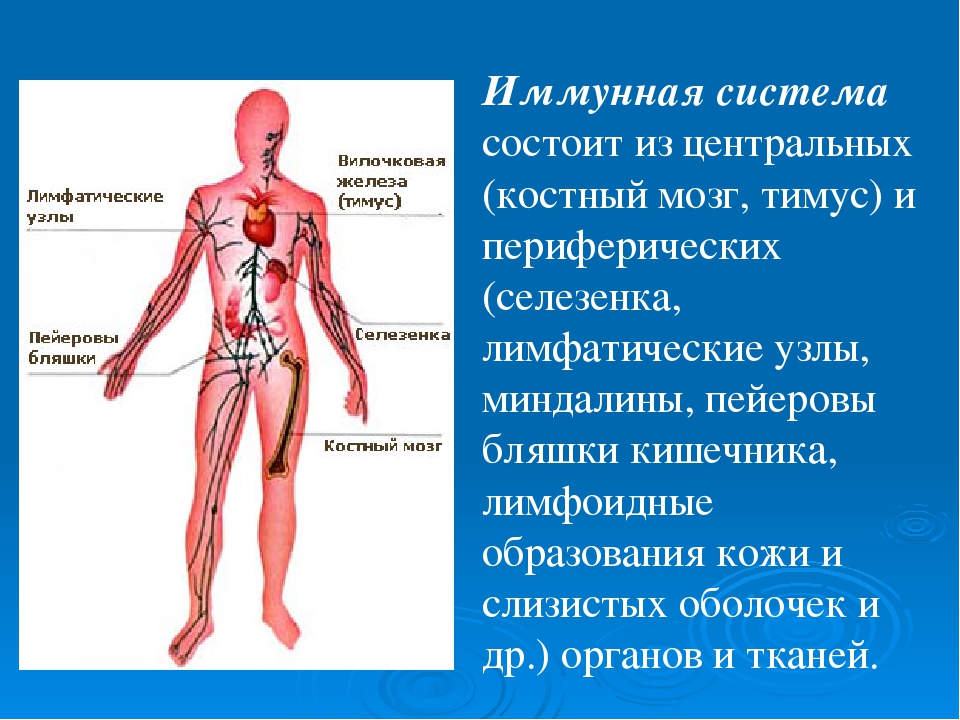 Большая система состоит. Иммунная система. Органы иммунной системы. Иммунная система состоит. Иммунная система человека состоит из.