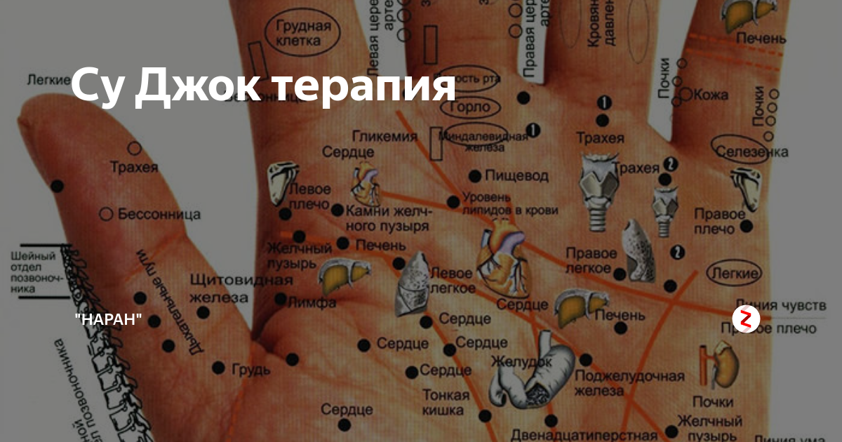 Точки Органов На Руках Фото
