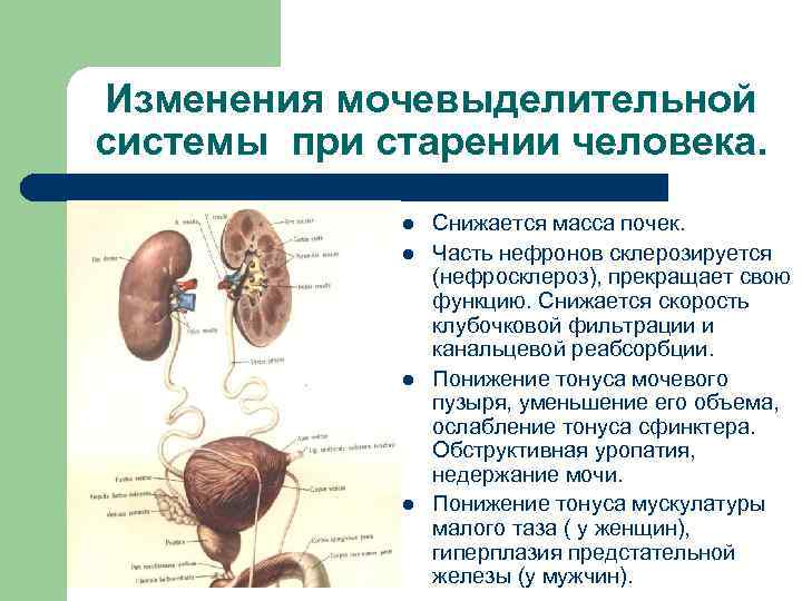 Презентация заболевания почек и мочевыводящих путей