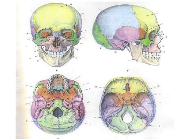 Мозговая лицевая часть черепа. Мозговой отдел черепа анатомия. Кости мозгового отдела черепа анатомия. Топография лицевого черепа анатомия. Лицевой отдел черепа анатомия.