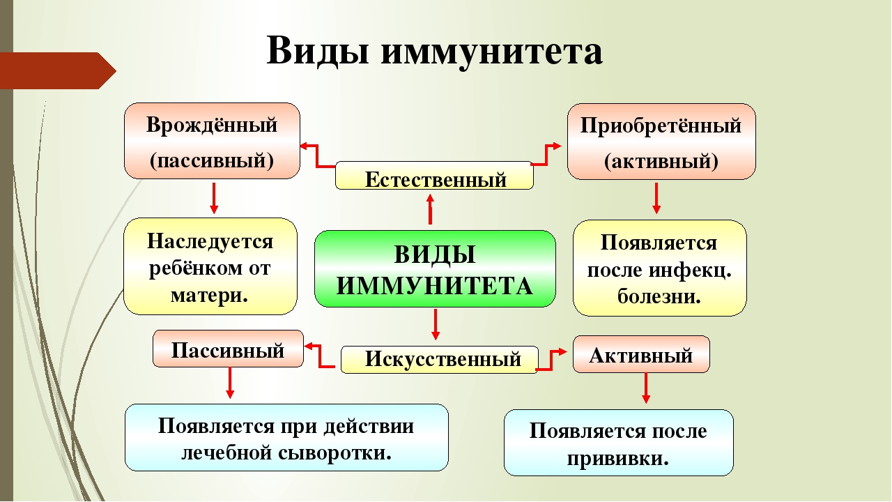 Иммунитет индивидуальный проект