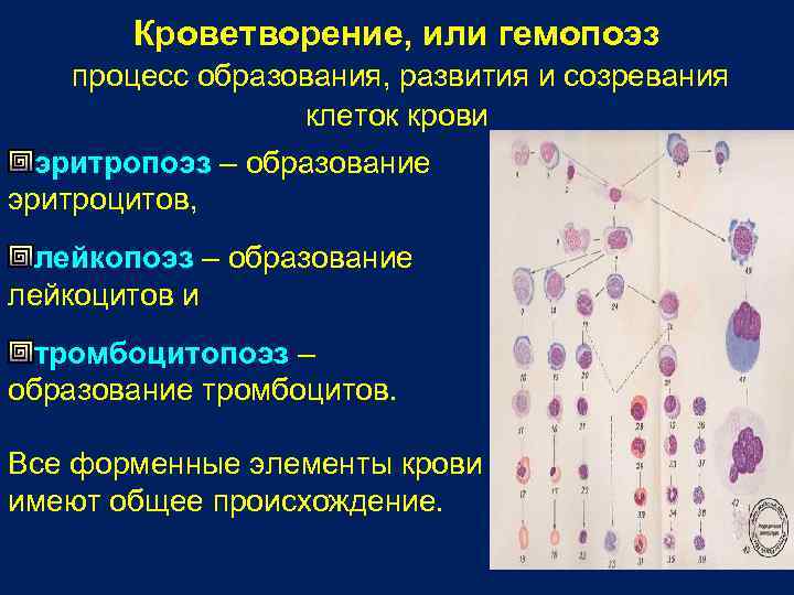 Кроветворение. Эритропоэз лейкопоэз Тромбоцитопоэз. Процесс кроветворения. Процесс образования эритроцитов. Процесс гемопоэза.