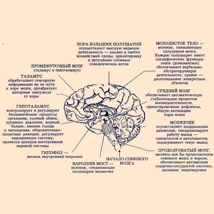 Поражения корково мозга. Третичные отделы коры головного мозга.