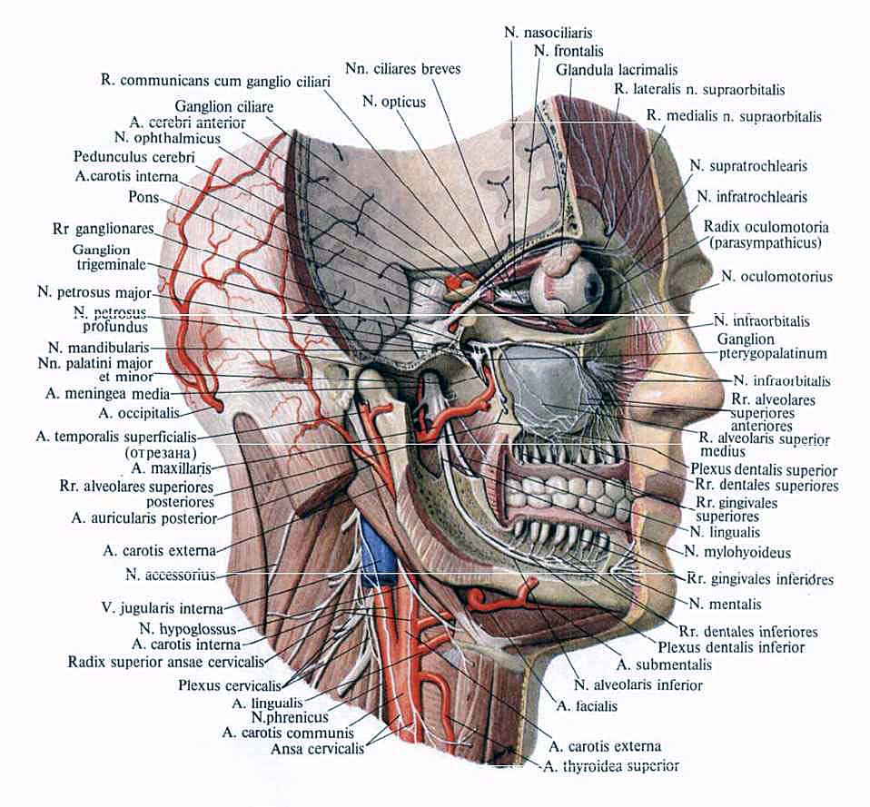 Лицевой нерв череп. Топография головы Черепные нервы.. Тройничный нерв анатомия на черепе. Тройничный нерв анатомия и топография. Нижняя челюсть анатомия нервы и артерии.