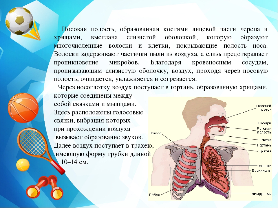 Что самое важное при работе с дыханием. Влияние физической культуры на дыхательную систему. Органы дыхания. Доклад на тему дыхательная система. Влияние физкультуры на дыхательную систему.