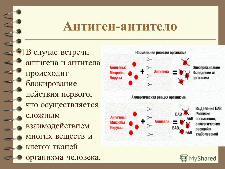 Антитела определение. Механизм образования антител схема. Антиген антитело. Антиген антитело схема. Реакция антиген антитело.