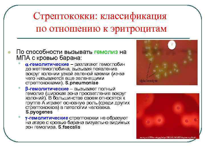 Группы стрептококков. Бета-гемолитические стрептококки на кровяном агаре образуют. Альфа-гемолитические стрептококки на кровяном агаре образуют. Стрептококки Тип гемолиза. Streptococcus pyogenes классификация.