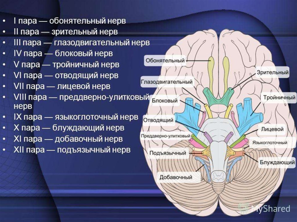 Нервные узлы черепных нервов. Черепномозговые нервы: (1, II, III, IV пары).. 12 Пар черепно мозговых нерв. 12 Пара черепных нервов ядра. Ядра 12 пар черепно мозговых нервов.