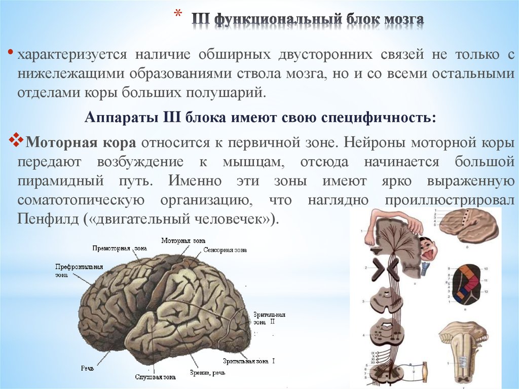 Функциональное поражение мозга. Лурия второй функциональный блок головного мозга. 3 Функциональных блока мозга по Лурия. Блоки головного мозга по а. р. Лурия. Функциональные блоки головного мозга по а.р Лурия.